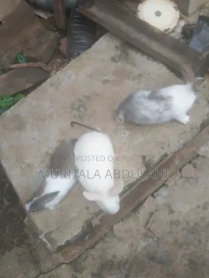 Rabbits for Breeding