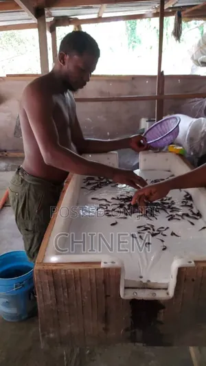 Catfish Seedlings