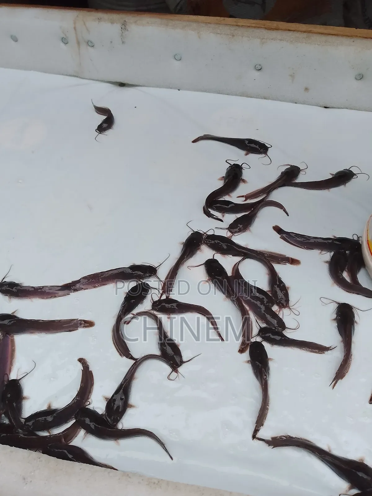 Catfish Seedlings