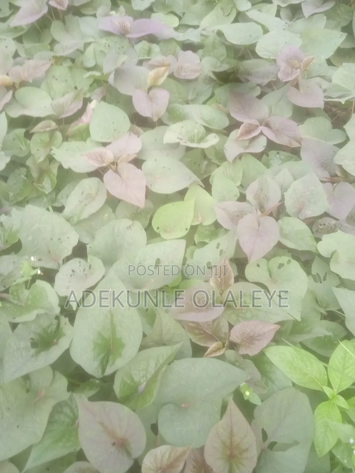 Potato Vine for Sale