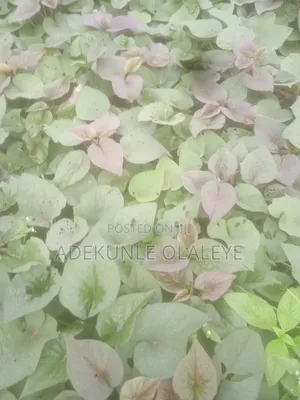 Potato Vine for Sale