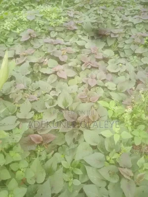 Potato Vine for Sale