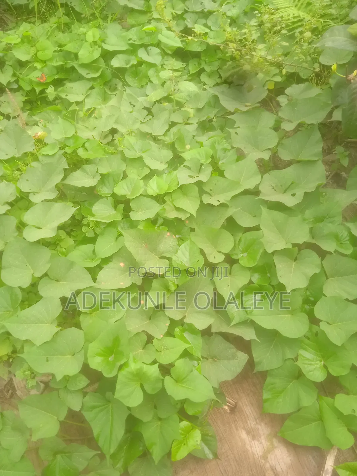 Potato Vine for Sale