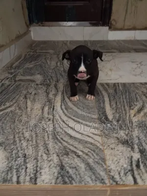 1-3 months Female Purebred American Pit Bull Terrier