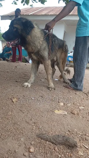 1+ year Male Purebred Caucasian Shepherd