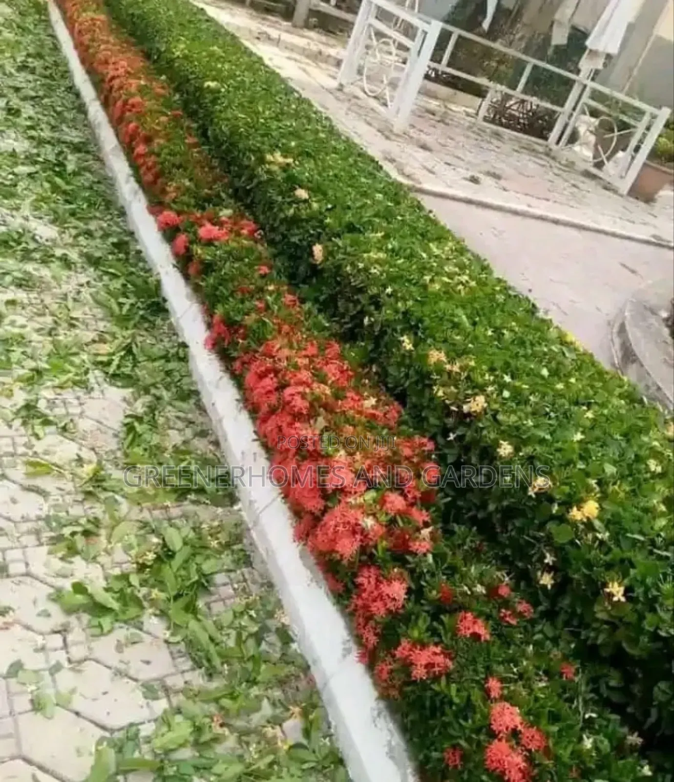 Flowers and Plants