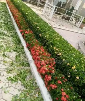 Flowers and Plants