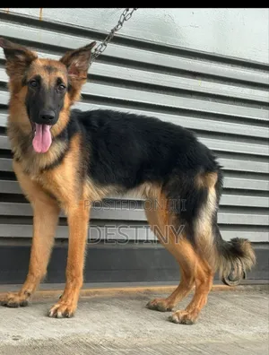 6-12 months Male Purebred German Shepherd