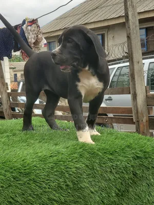1-3 months Female Purebred Boerboel