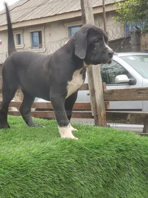 1-3 months Female Purebred Boerboel