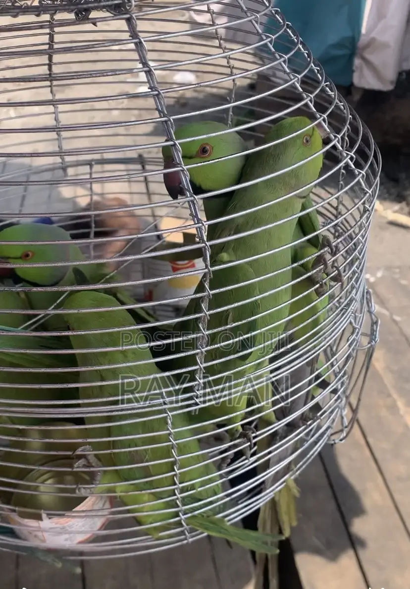 Indian Ringneck Parrots/ Parakeets
