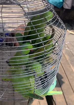 Indian Ringneck Parrots/ Parakeets