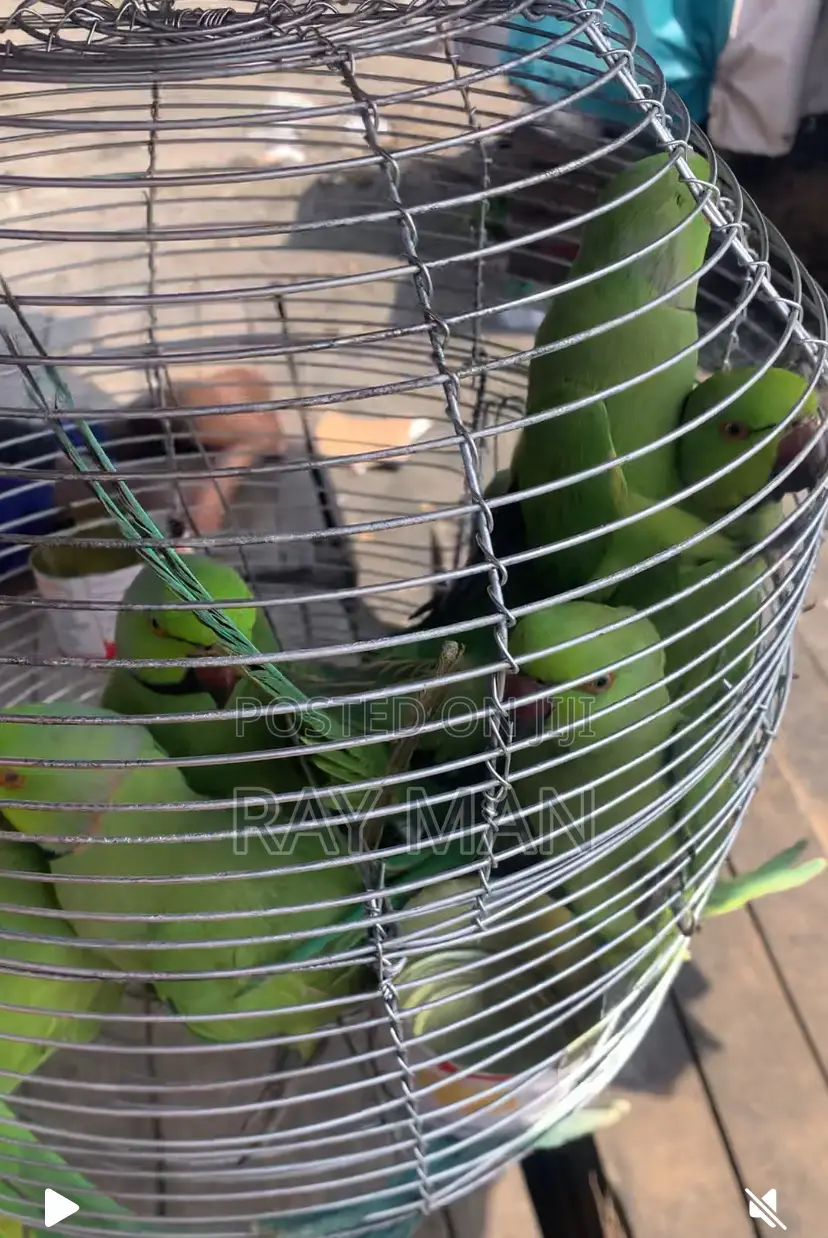 Indian Ringneck Parrots/ Parakeets