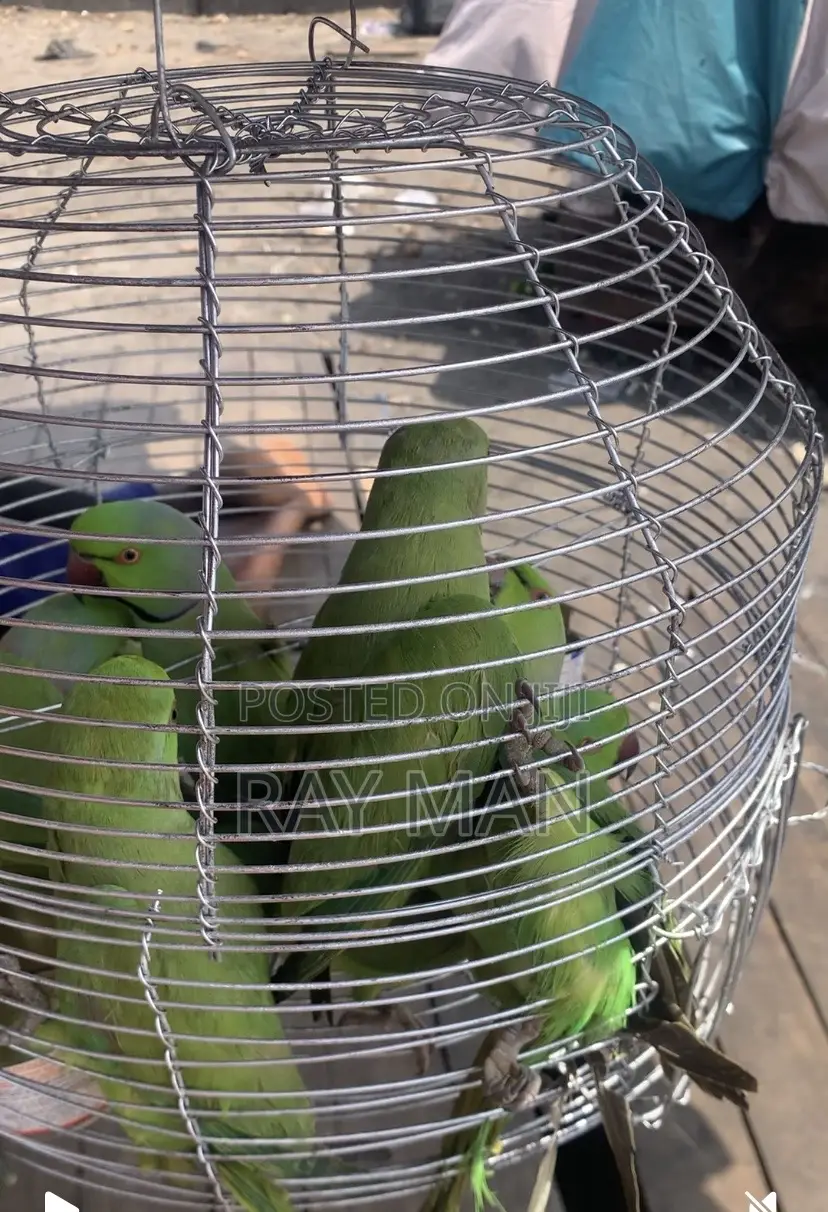 Indian Ringneck Parrots/ Parakeets