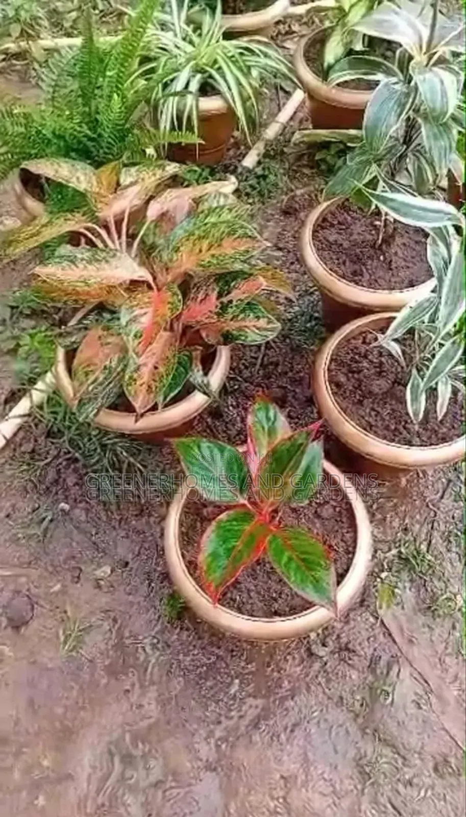 Potted Plants