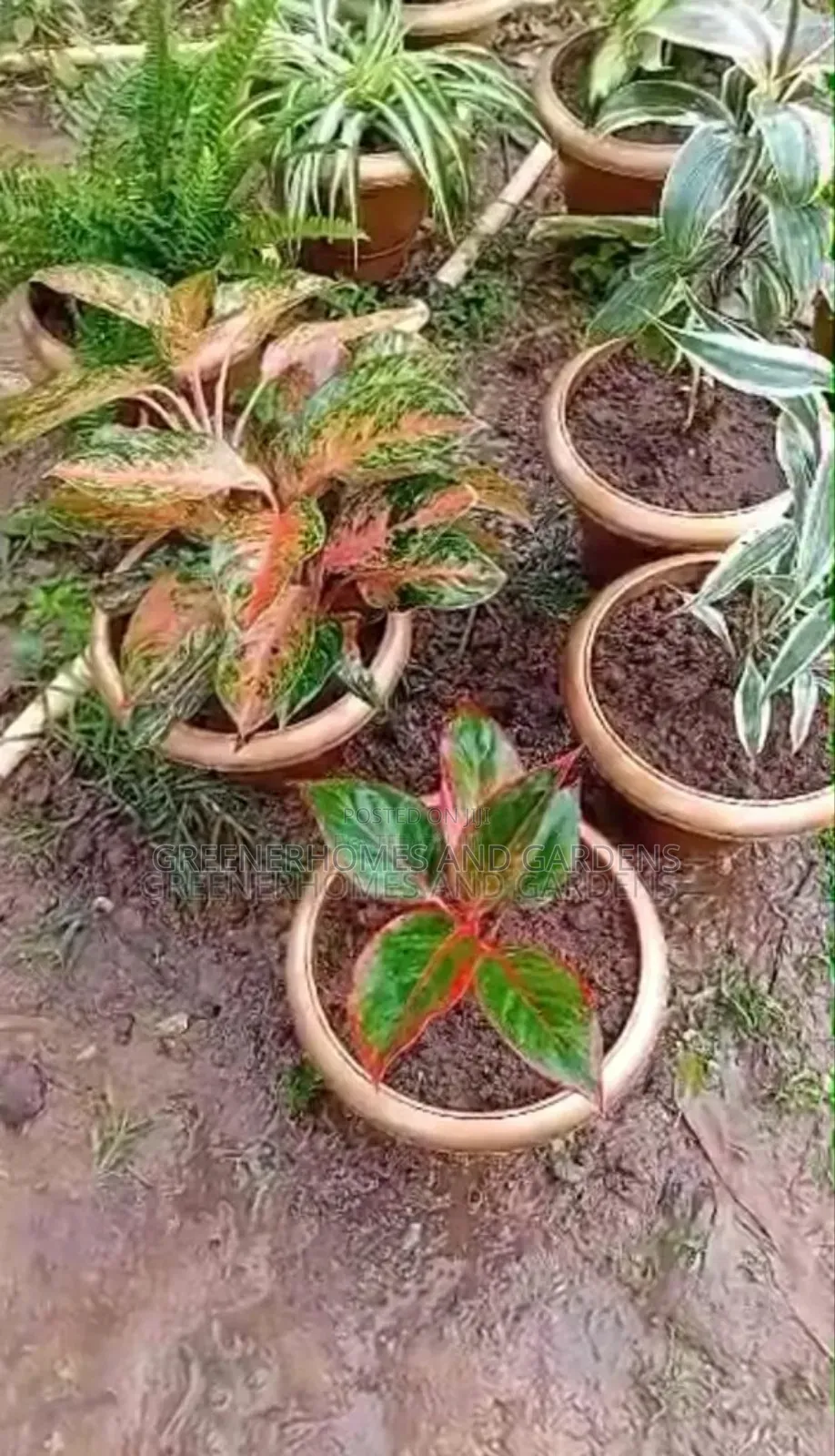 Potted Plants