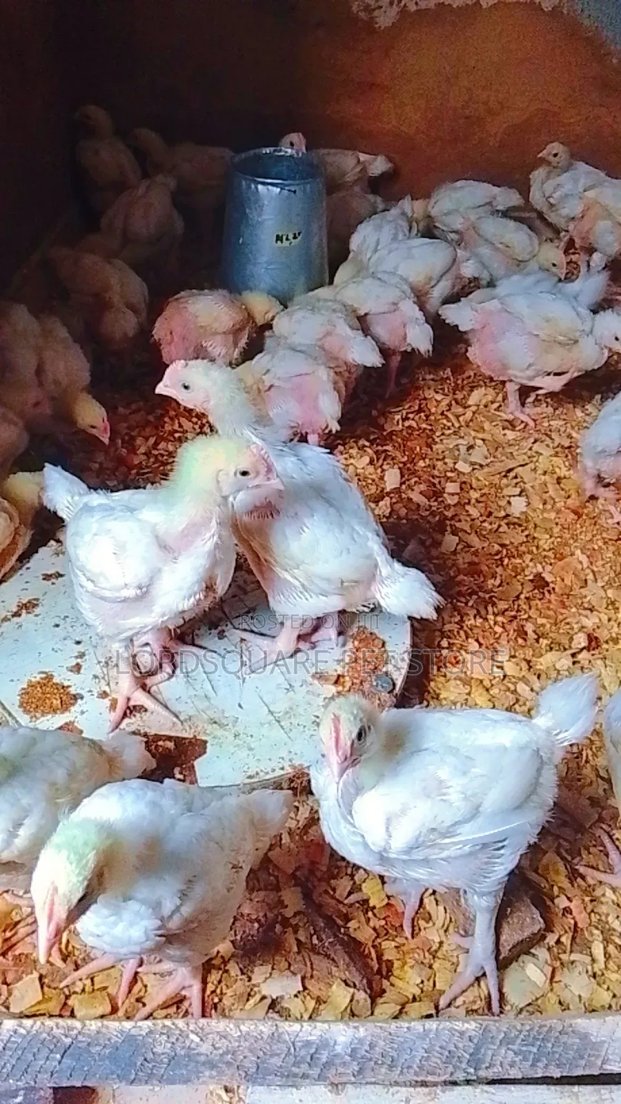 Aggregated Broilers Chicken