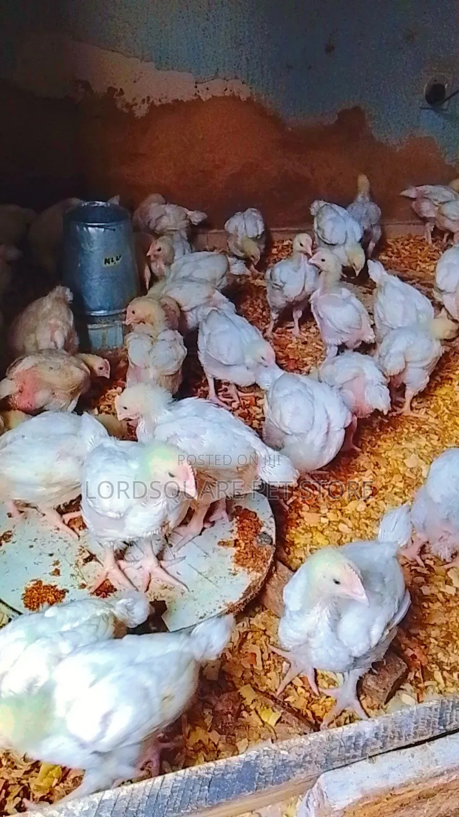 Aggregated Broilers Chicken
