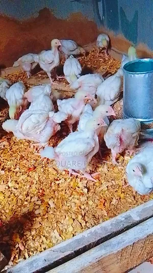 Aggregated Broilers Chicken