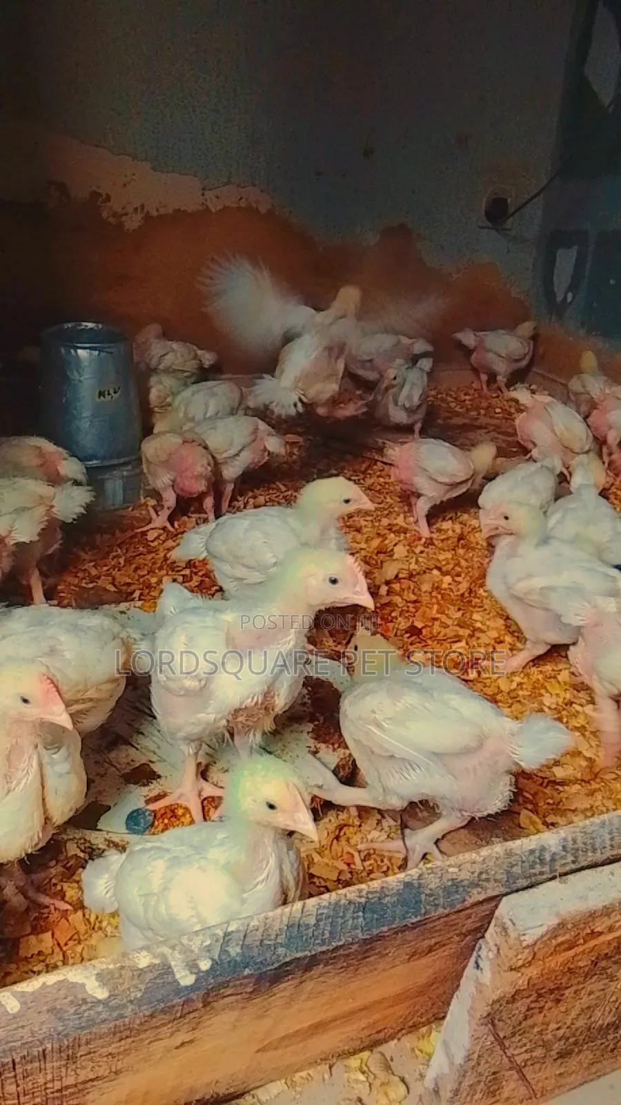 Aggregated Broilers Chicken