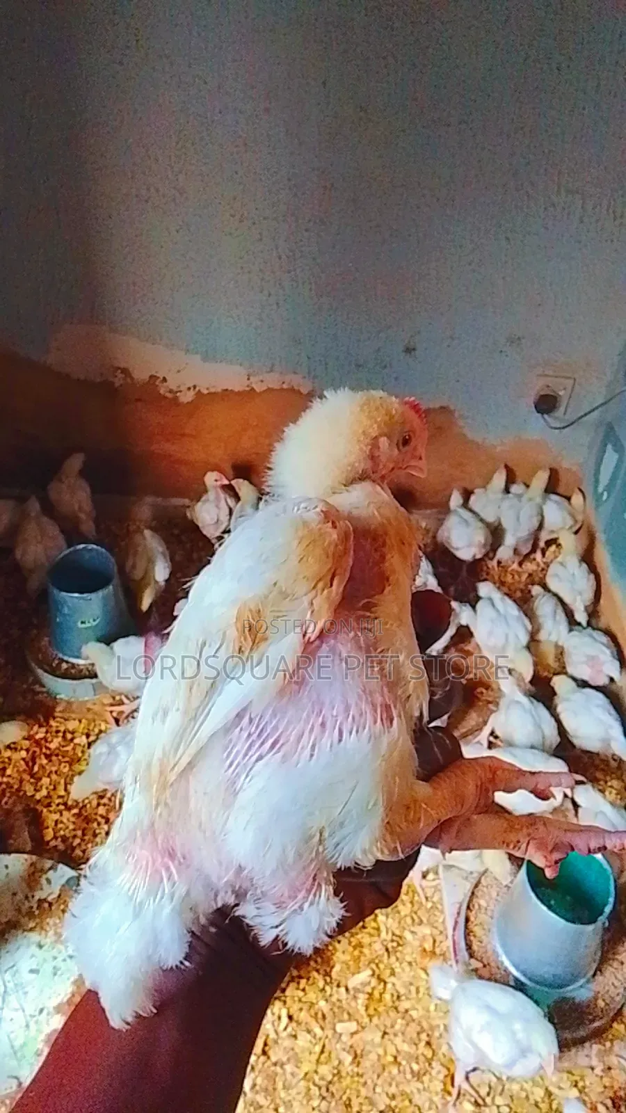 Aggregated Broilers Chicken