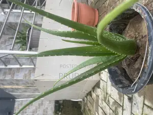 Fresh Aloe Vera Plant