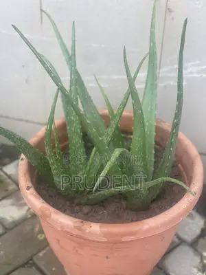 Healthy Aloe Vera Plant for Your Skin