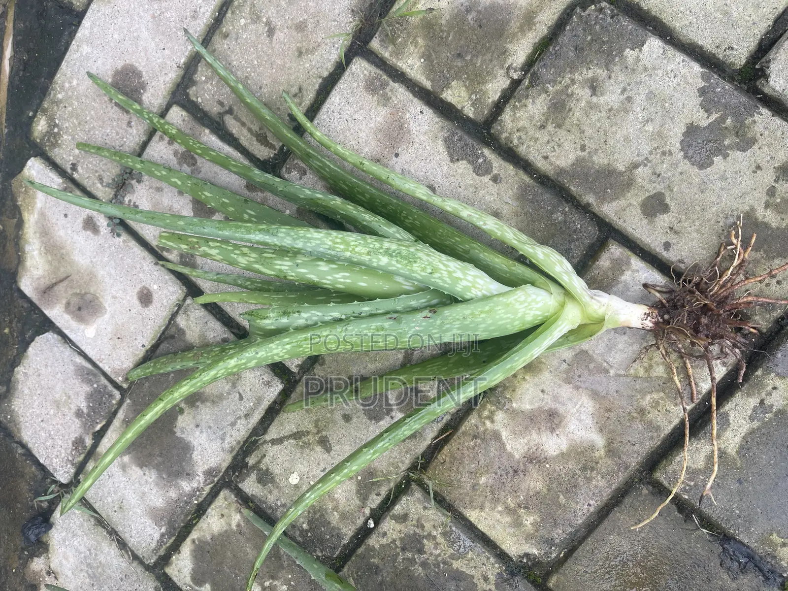 Grow Your Aloe Vera Plant