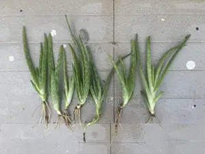 Grow Your Aloe Vera Plant