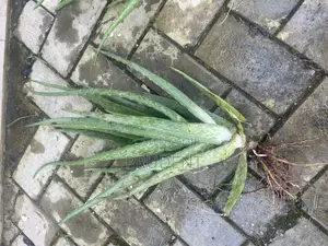 Grow Your Aloe Vera Plant