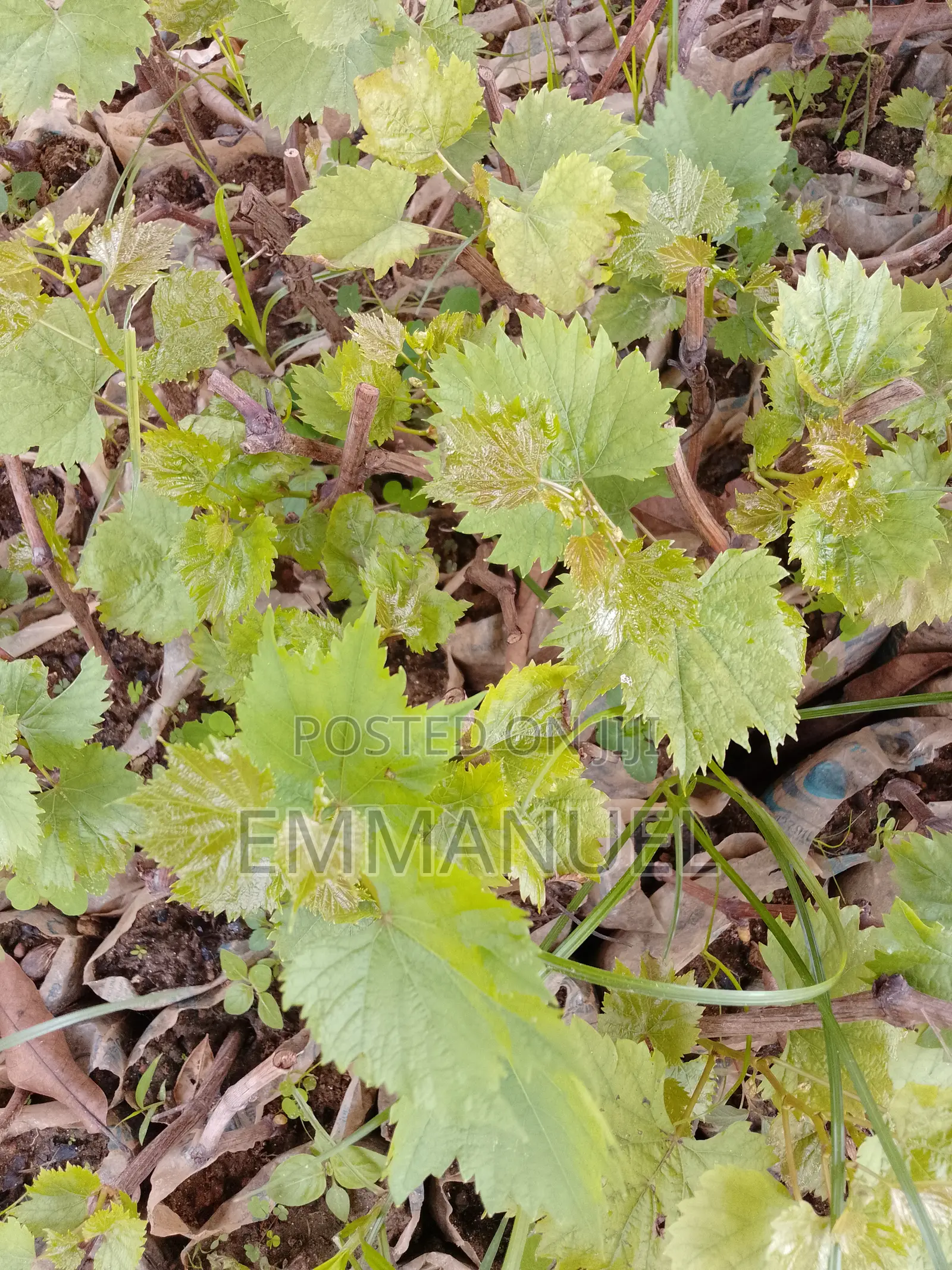 Grape Vines