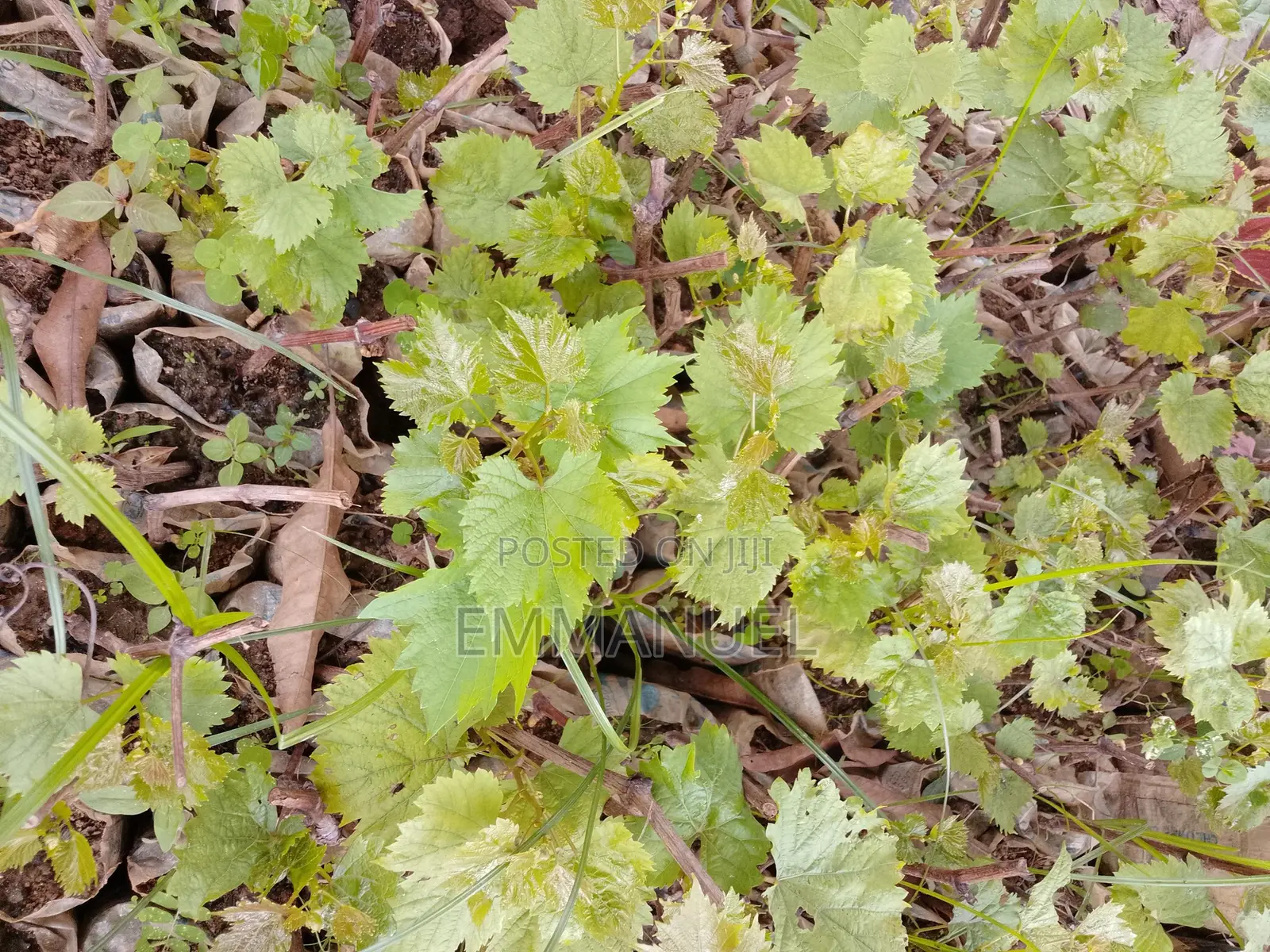 Grape Vines