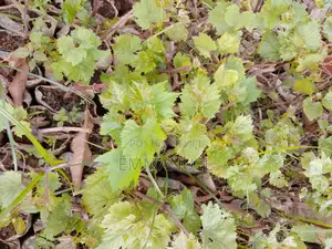 Grape Vines