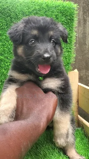 1-3 months Female Purebred German Shepherd
