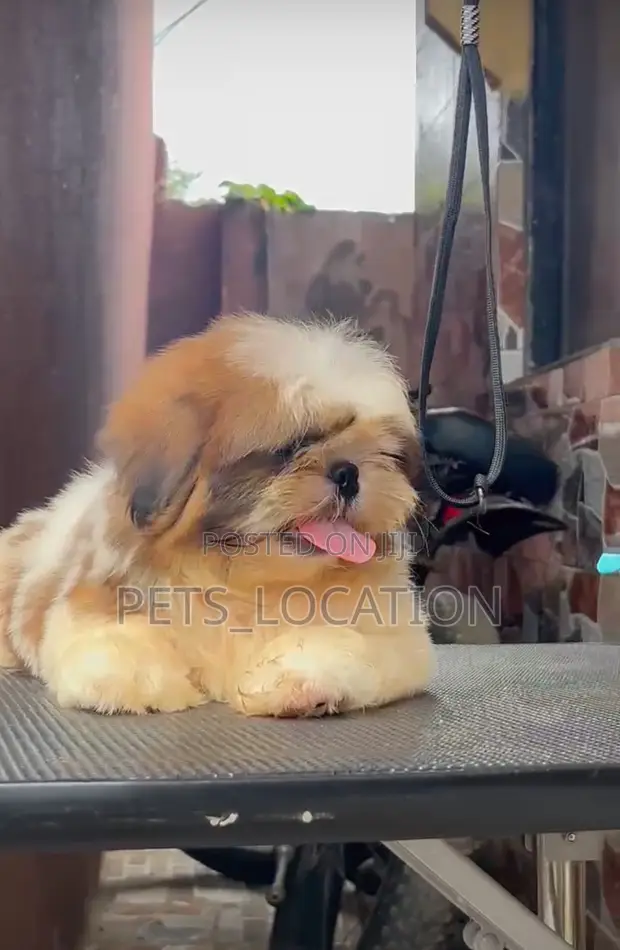 Life Span Teacup Shih Tzu Adults Shih Tzu Dog Breed: Health, Care