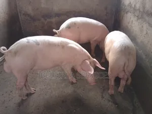 Male Pigs for Sale (Boars)