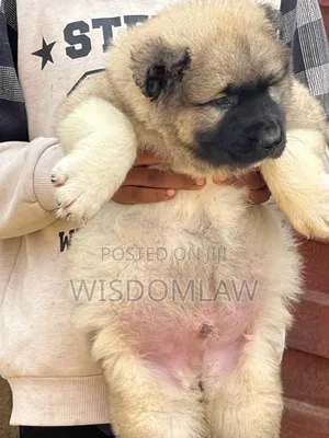 1-3 months Male Purebred Caucasian Shepherd