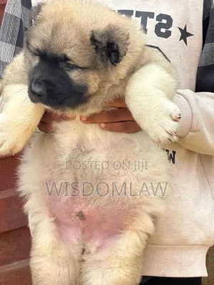 1-3 months Male Purebred Caucasian Shepherd