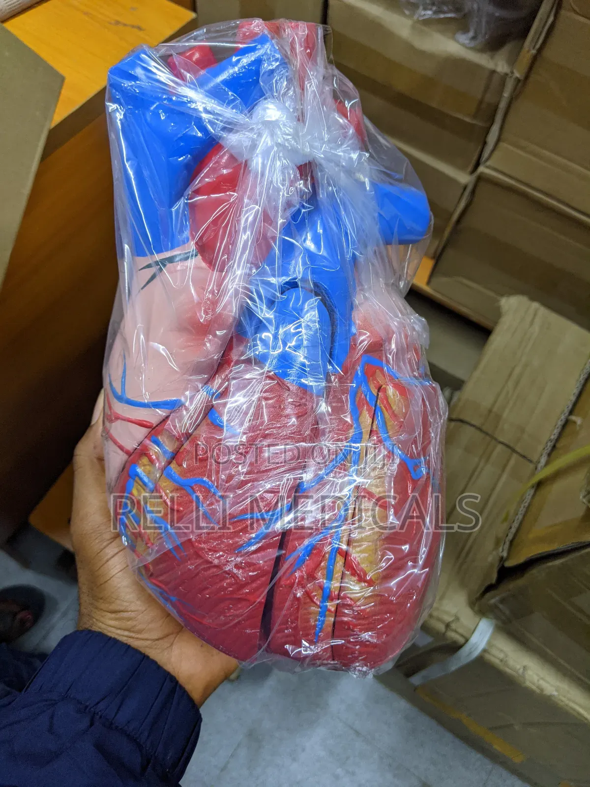 Heart Model