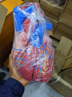 Heart Model