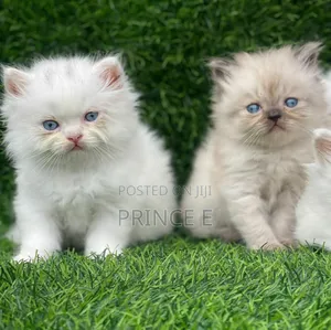 1-3 months Female Purebred Persian