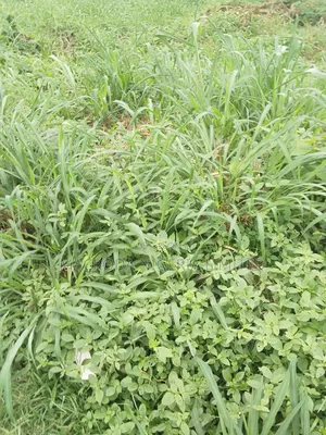 Well Located Land of 658sqm at Pearl Garden