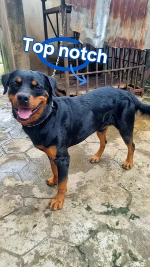 1+ year Male Purebred Rottweiler