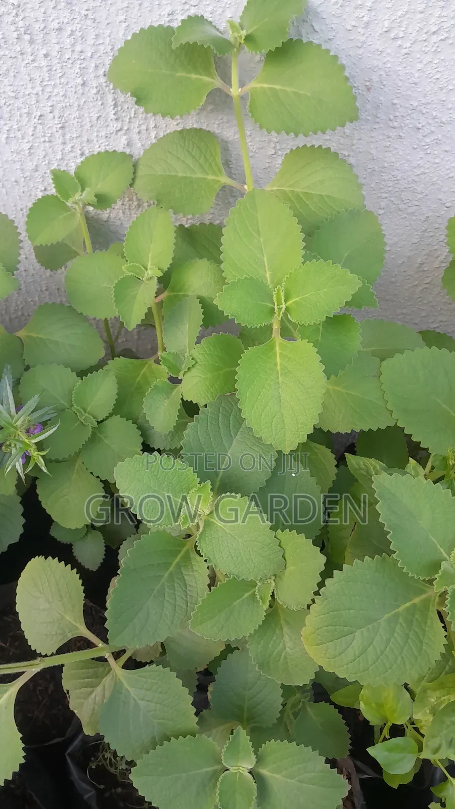 Oregano Seedlings