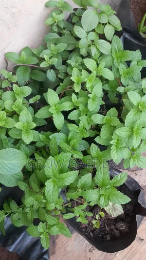 Spearmint Seedlings