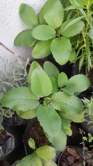 Miracle Leaves Seedlings