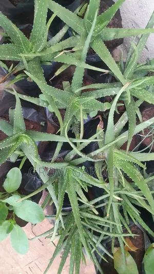 Aloe Vera Seedling