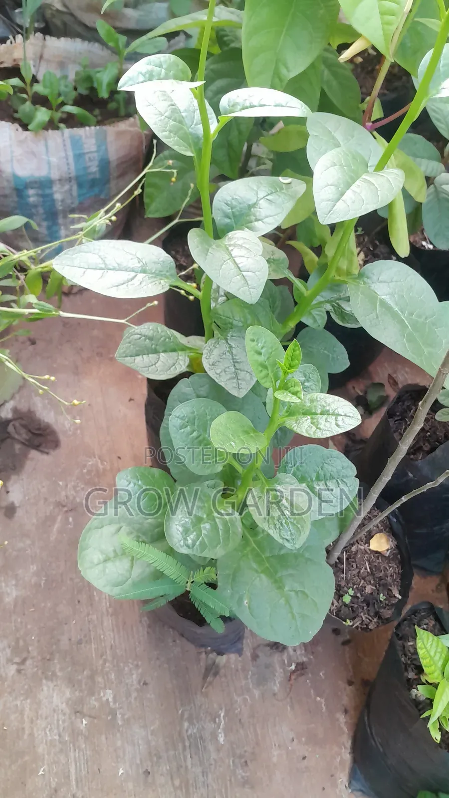 Spinach Seedling
