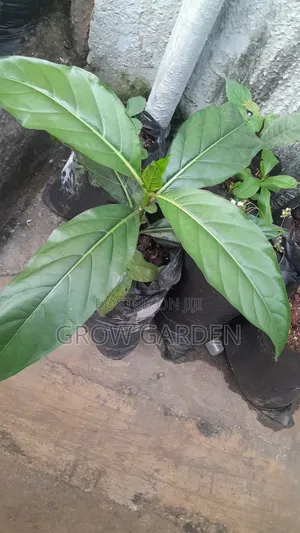 Noni Seedlings