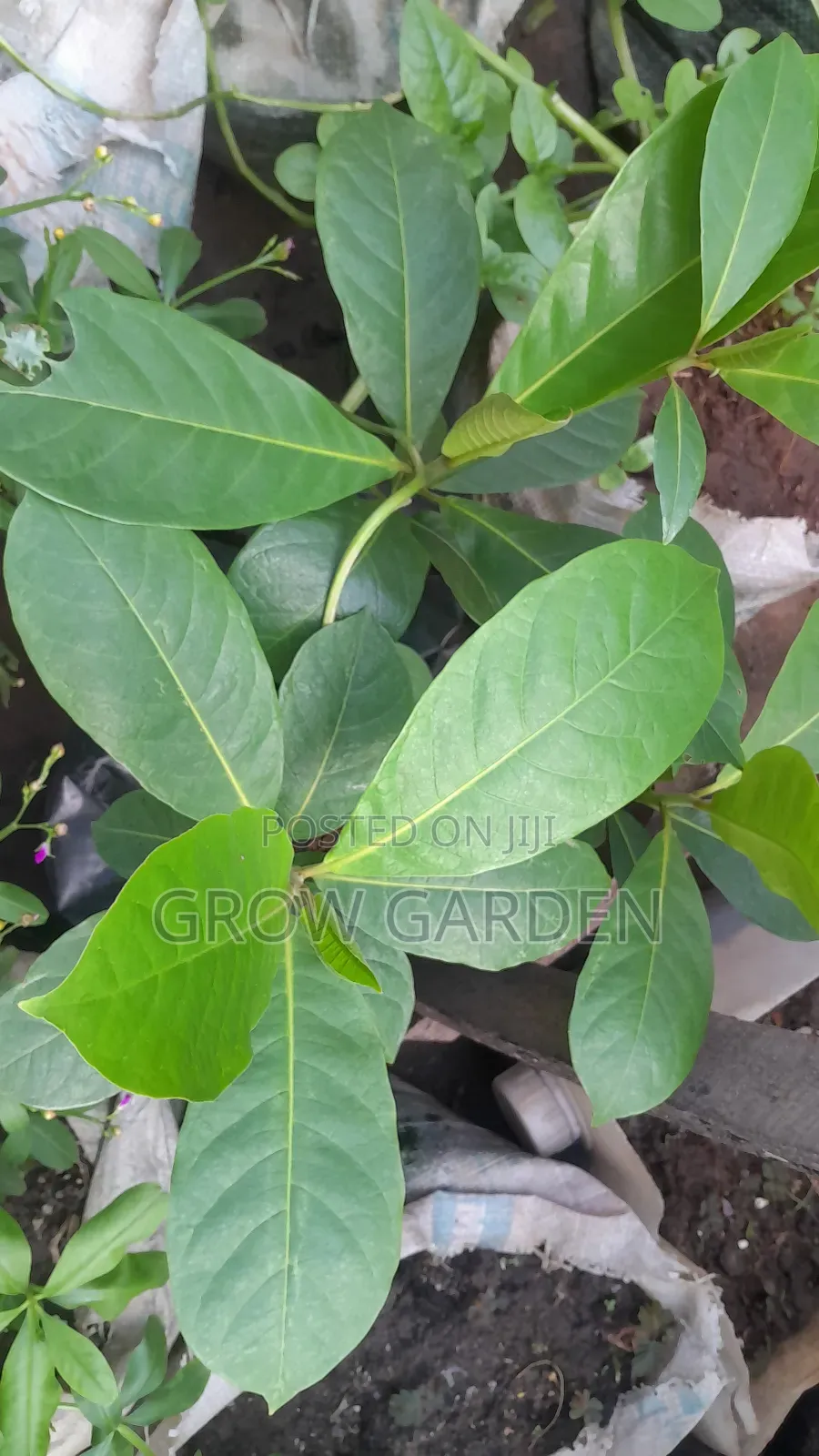Almond Seedling